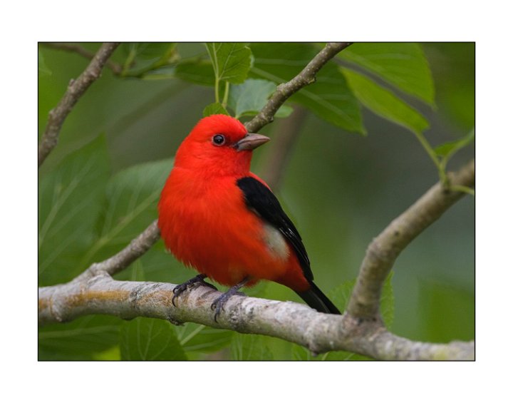 4091 scarlet tanager.jpg